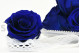A Box Containing 6 Extra Large Preserved Rose Heads in Ocean Blue From Kiara