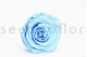 A Box Containing 6 Extra Large Preserved Rose Heads in Baby Blue From Kiara