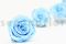 A Box Containing 6 Extra Large Preserved Rose Heads in Baby Blue From Kiara