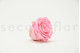 A Box Containing 8 Extra Large Preserved Rose Heads in Bridal Pink From Kiara