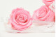 A Box Containing 8 Extra Large Preserved Rose Heads in Bridal Pink From Kiara