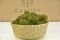 Preserved premium-quality green reindeer moss sold wholesale for plant walls