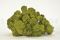 Preserved premium-quality green reindeer moss sold wholesale for plant walls