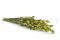 A Bunch of Green Preserved Bell Grass Female Delicatly Preserved