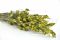 A Bunch of Green Preserved Bell Grass Female Delicatly Preserved
