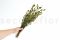 A Bunch of Green Preserved Bell Grass Female Delicatly Preserved
