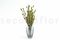 A Bunch of Green Preserved Bell Grass Female Delicatly Preserved