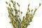 A Bunch of Green Preserved Bell Grass Female Delicatly Preserved