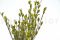 A Bunch of Green Preserved Bell Grass Female Delicatly Preserved
