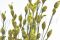A Bunch of Green Preserved Bell Grass Female Delicatly Preserved