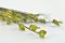 A Bunch of Green Preserved Bell Grass Female Delicatly Preserved