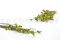 A Bunch of Green Preserved Bell Grass Female Delicatly Preserved