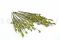 A Bunch of Green Preserved Bell Grass Female Delicatly Preserved
