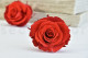 A box of six large preserved roses in a garnet red hue that are wide open