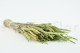 A Large Bunch of Dried Green Phleum Pratensis in a Sleave