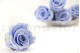 A Box Containing 6 Extra Large Cool Lavender Eternal Rose Heads From Kiara