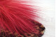 A bouquet of red dried barba, with and without packaging