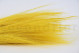 A bouquet of yellow dried barba, with and without packaging