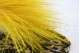 A bouquet of yellow dried barba, with and without packaging