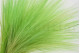 A bouquet of green dried barba, with and without packaging