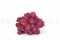 1 kg of Preserved Premium-Quality Fuchsia Pink Reindeer Moss Sold Wholesale for Green Walls