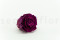 A Box Containing 6 Extra Large Preserved Rose Heads in Velvet Plum From Kiara