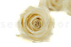 A Box Containing 6 Extra Large Pearl White Eternal Rose Heads From Kiara