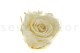 A Box Containing 6 Extra Large Pearl White Eternal Rose Heads From Kiara