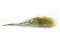 Yellow Gypsophila Packaged in a Bunch and Delicately Preserved to Last for Years