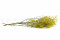 Yellow Gypsophila Packaged in a Bunch and Delicately Preserved to Last for Years