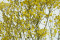 Yellow Gypsophila Packaged in a Bunch and Delicately Preserved to Last for Years