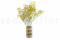 Yellow Gypsophila Packaged in a Bunch and Delicately Preserved to Last for Years