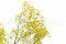 Yellow Gypsophila Packaged in a Bunch and Delicately Preserved to Last for Years