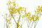 Yellow Gypsophila Packaged in a Bunch and Delicately Preserved to Last for Years