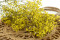 Yellow Gypsophila Packaged in a Bunch and Delicately Preserved to Last for Years
