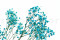 Light Blue Gypsophila Packaged in a Bunch and Delicately Preserved to Last for Years