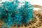 Light Blue Gypsophila Packaged in a Bunch and Delicately Preserved to Last for Years