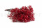 Red Gypsophila Packaged in a Bunch and Delicately Preserved to Last for Years