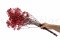 Red Gypsophila Packaged in a Bunch and Delicately Preserved to Last for Years