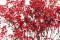 Red Gypsophila Packaged in a Bunch and Delicately Preserved to Last for Years