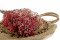 Red Gypsophila Packaged in a Bunch and Delicately Preserved to Last for Years