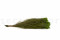 A Bunch of Green Lanuginosa Delicately Preserved to Last Forever
