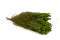 A Bunch of Green Lanuginosa Delicately Preserved to Last Forever