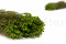 A Bunch of Green Lanuginosa Delicately Preserved to Last Forever