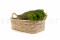 A Bunch of Green Lanuginosa Delicately Preserved to Last Forever