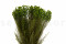 A Bunch of Green Lanuginosa Delicately Preserved to Last Forever