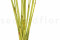 Large Box with 20 Stems of Green Dried Elephant Reed