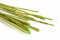 Large Box with 20 Stems of Green Dried Elephant Reed