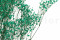 Turquoise Gypsophila Packaged in a Bunch and Delicately Preserved to Last for Years
