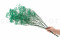 Turquoise Gypsophila Packaged in a Bunch and Delicately Preserved to Last for Years